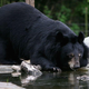 Illustration for article titled Bear hijacks man's morning to enjoy nice soak in a hot tub
